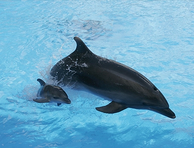 � ����� 2012 �����! ������������